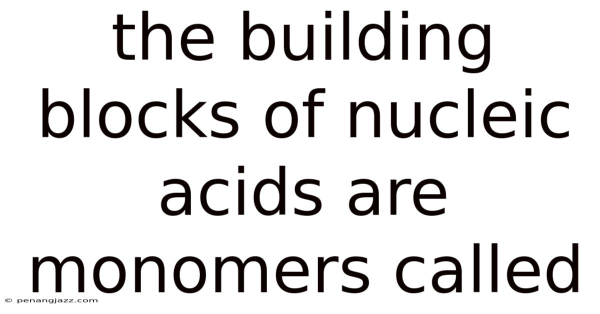 The Building Blocks Of Nucleic Acids Are Monomers Called