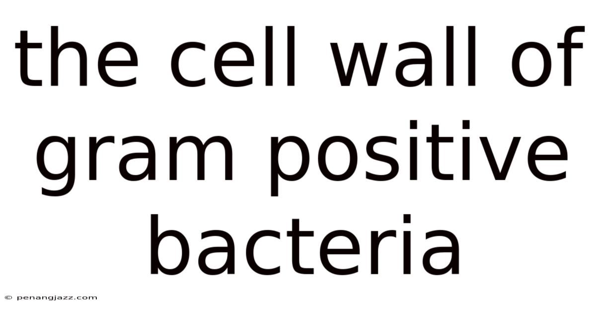 The Cell Wall Of Gram Positive Bacteria