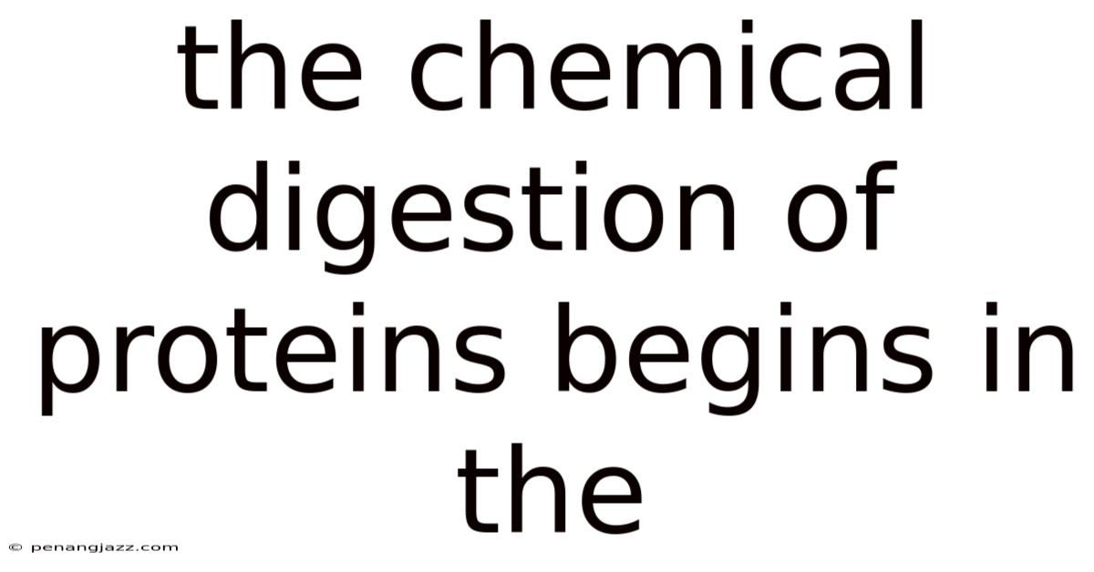 The Chemical Digestion Of Proteins Begins In The