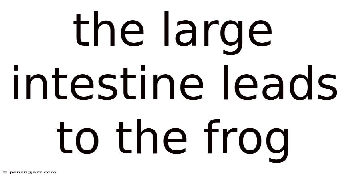 The Large Intestine Leads To The Frog