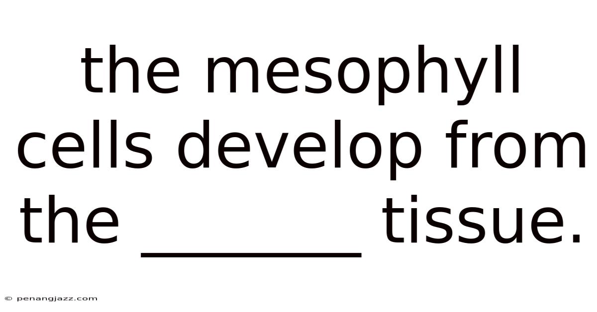 The Mesophyll Cells Develop From The _______ Tissue.