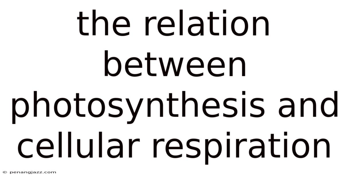 The Relation Between Photosynthesis And Cellular Respiration