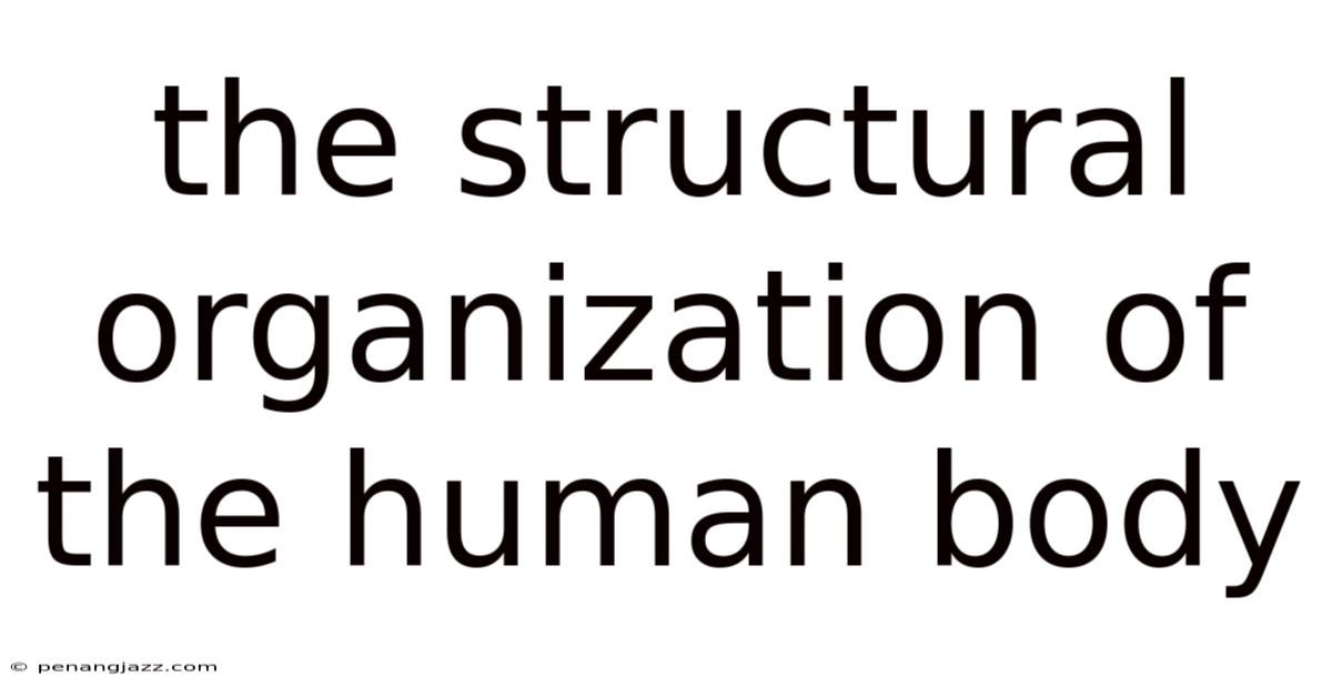 The Structural Organization Of The Human Body