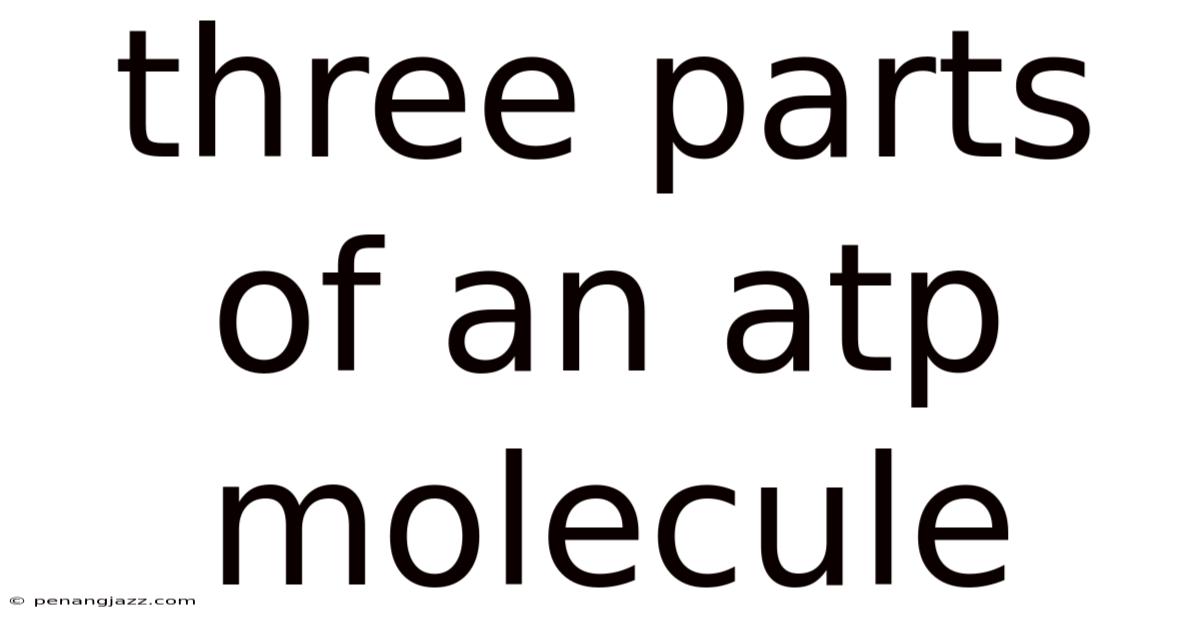 Three Parts Of An Atp Molecule