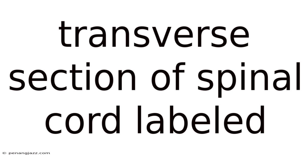Transverse Section Of Spinal Cord Labeled