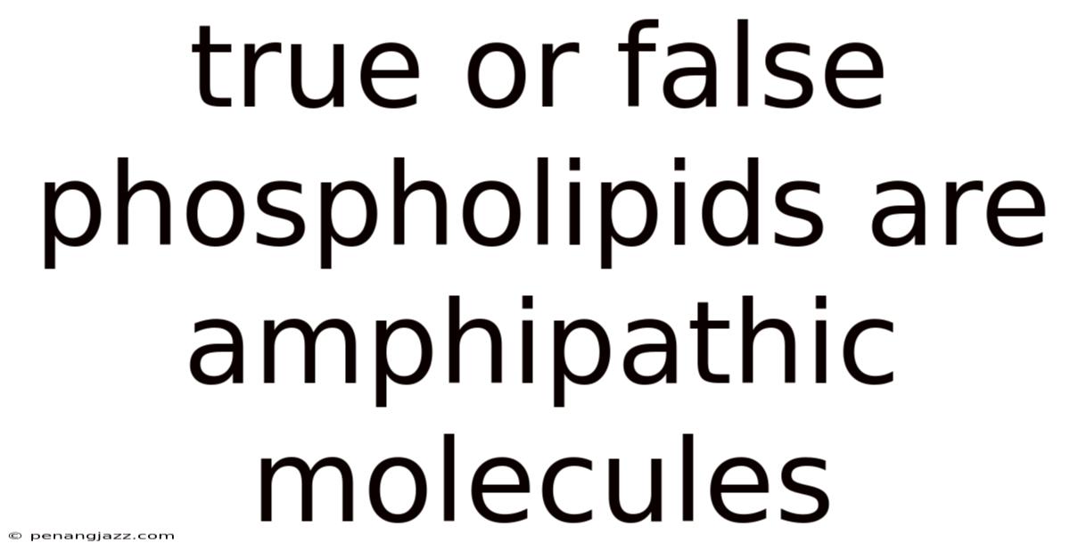 True Or False Phospholipids Are Amphipathic Molecules