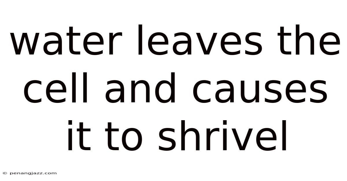 Water Leaves The Cell And Causes It To Shrivel