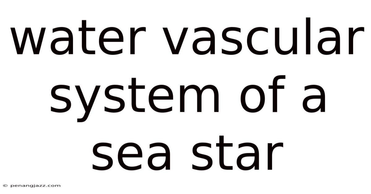 Water Vascular System Of A Sea Star