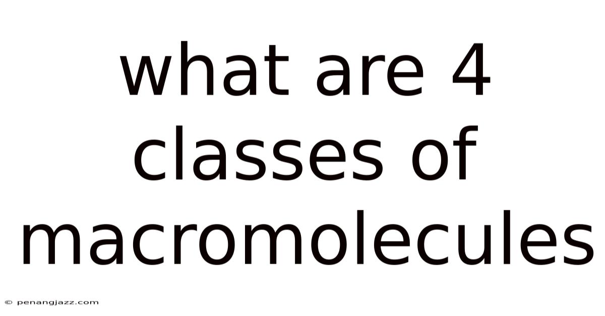 What Are 4 Classes Of Macromolecules