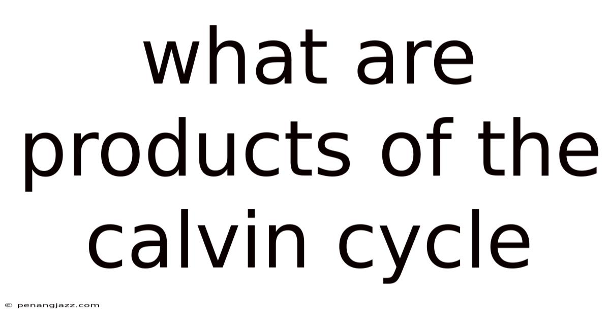 What Are Products Of The Calvin Cycle