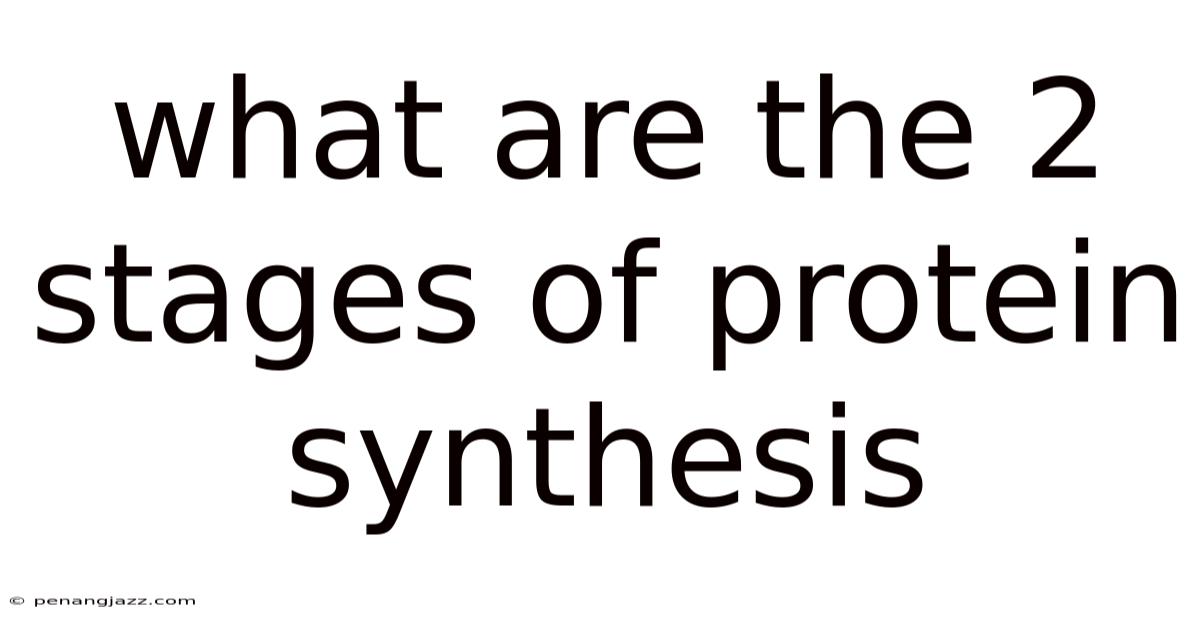 What Are The 2 Stages Of Protein Synthesis