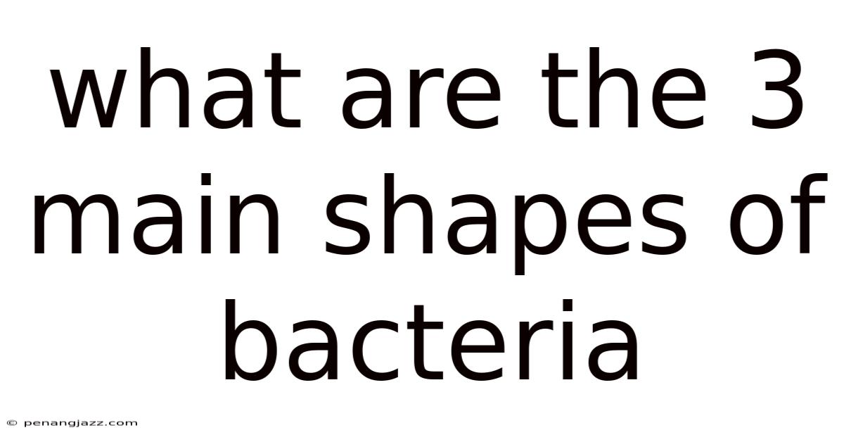 What Are The 3 Main Shapes Of Bacteria