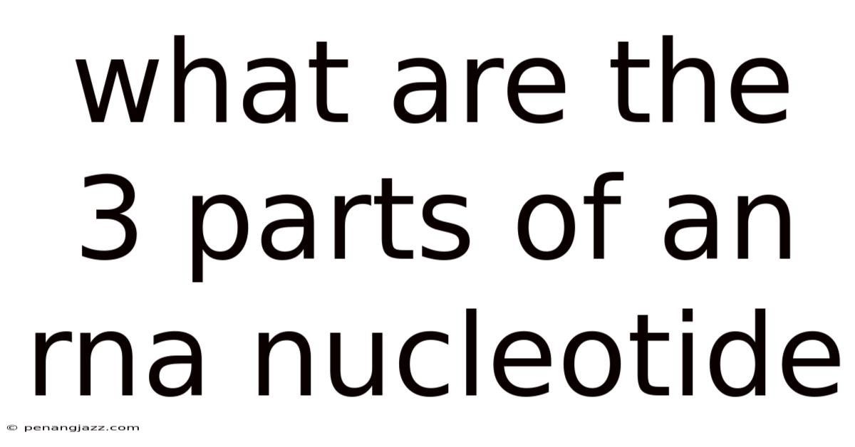 What Are The 3 Parts Of An Rna Nucleotide