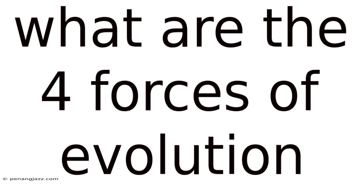 What Are The 4 Forces Of Evolution