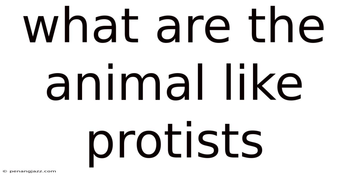 What Are The Animal Like Protists