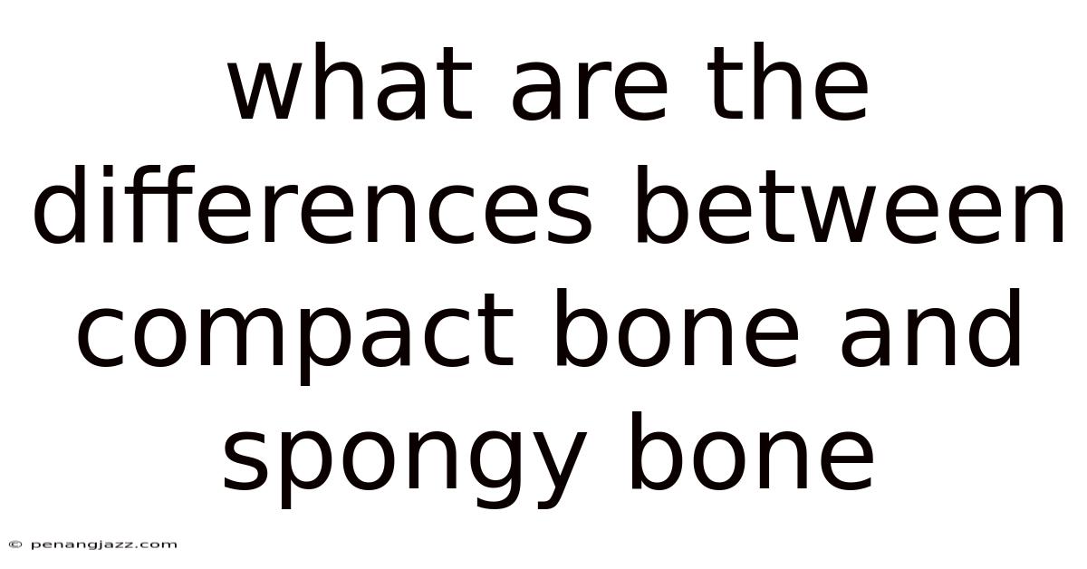 What Are The Differences Between Compact Bone And Spongy Bone