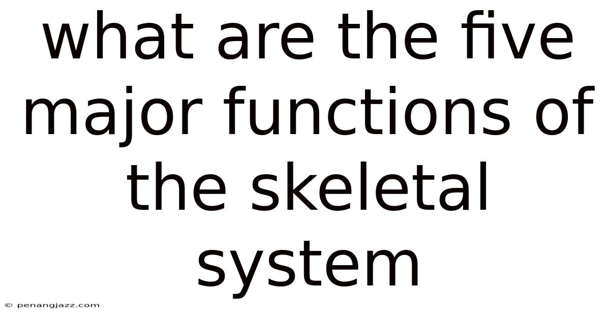 What Are The Five Major Functions Of The Skeletal System
