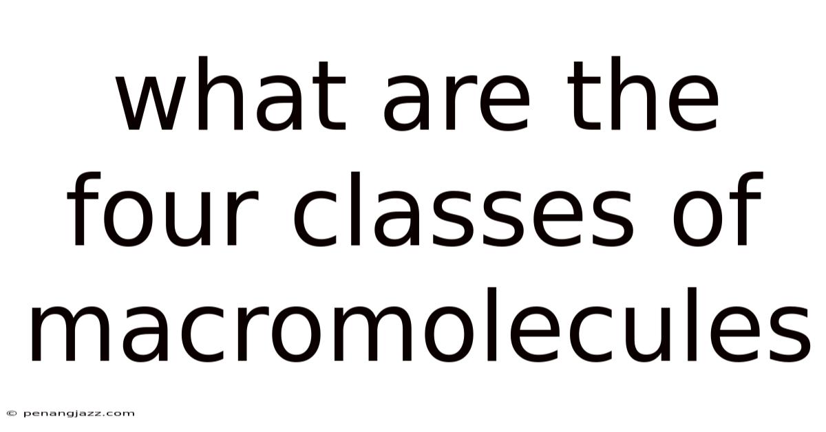 What Are The Four Classes Of Macromolecules