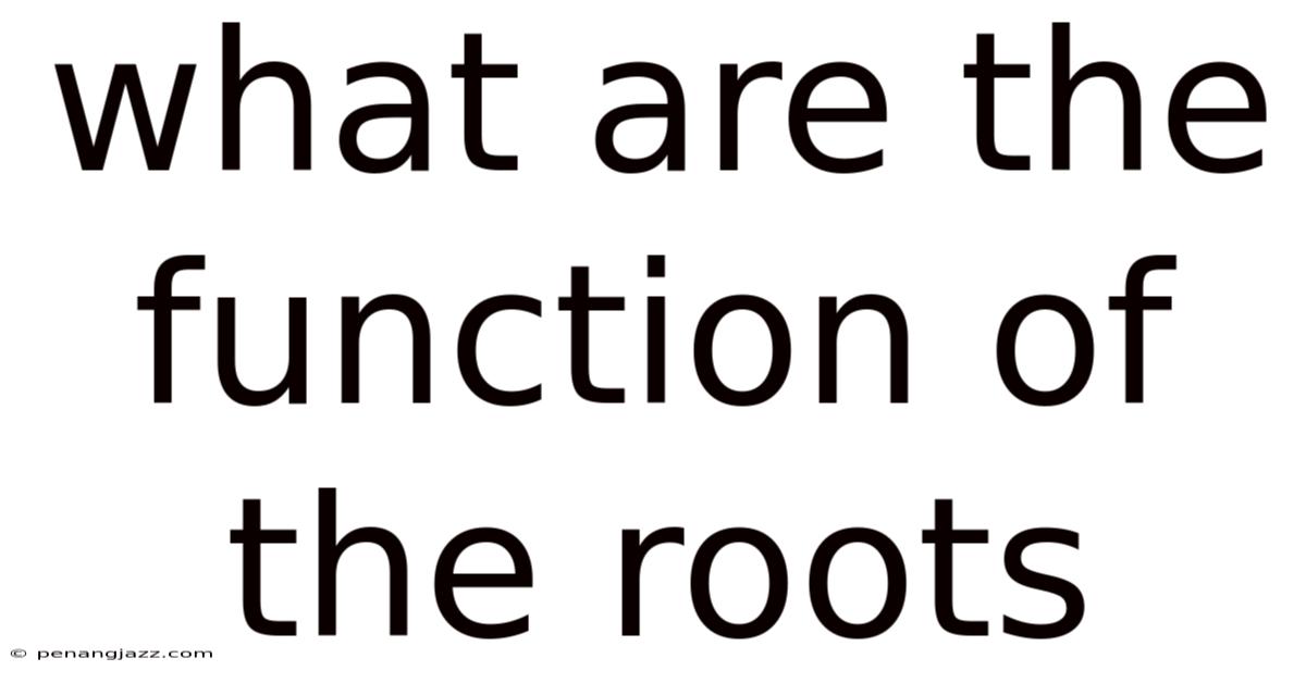 What Are The Function Of The Roots