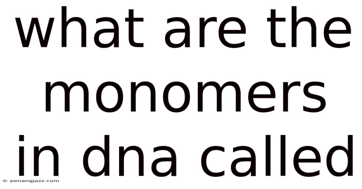 What Are The Monomers In Dna Called
