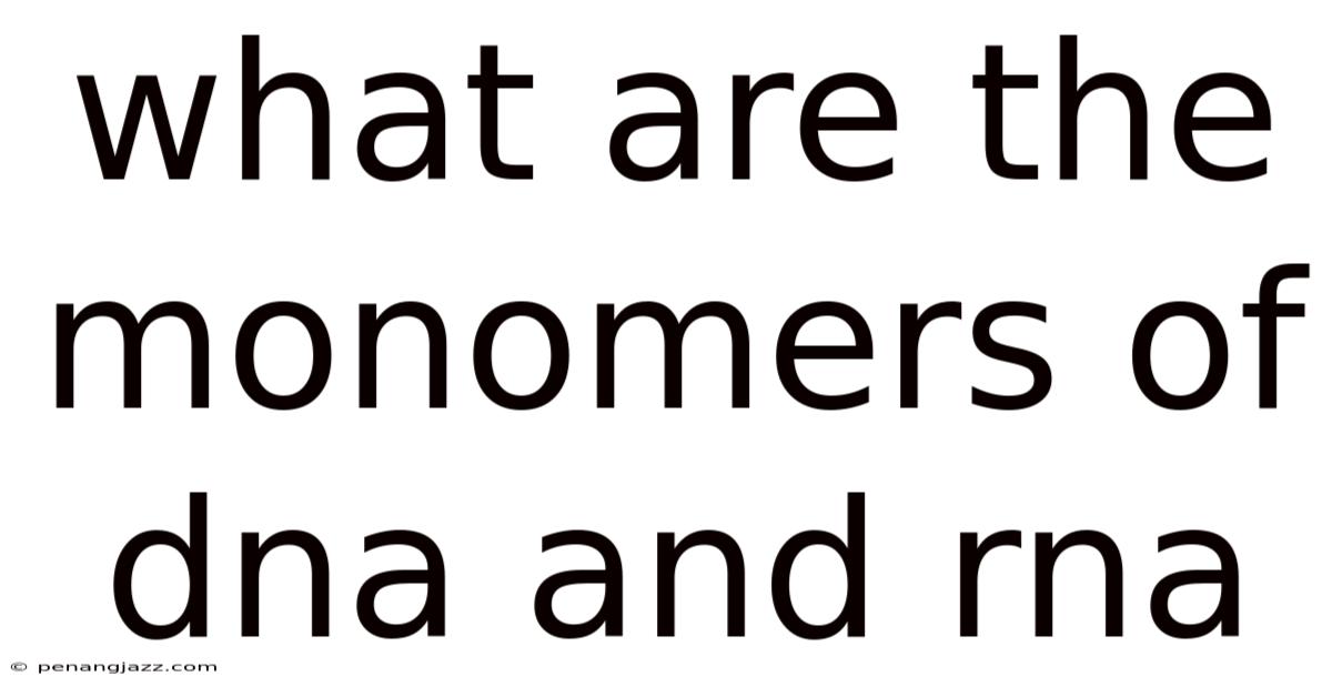 What Are The Monomers Of Dna And Rna
