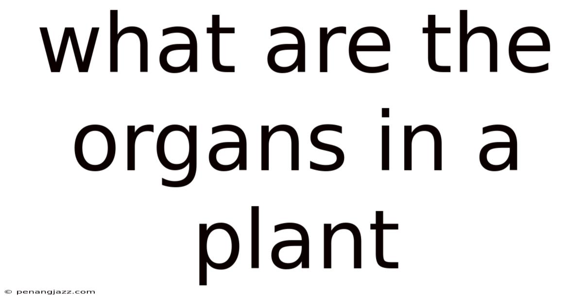 What Are The Organs In A Plant