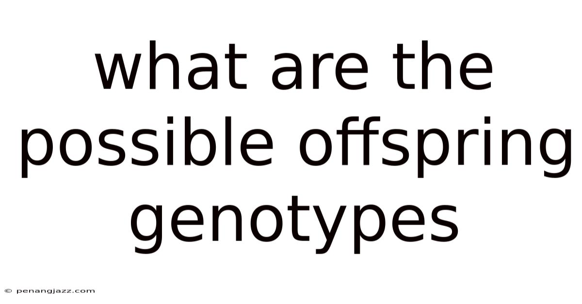 What Are The Possible Offspring Genotypes