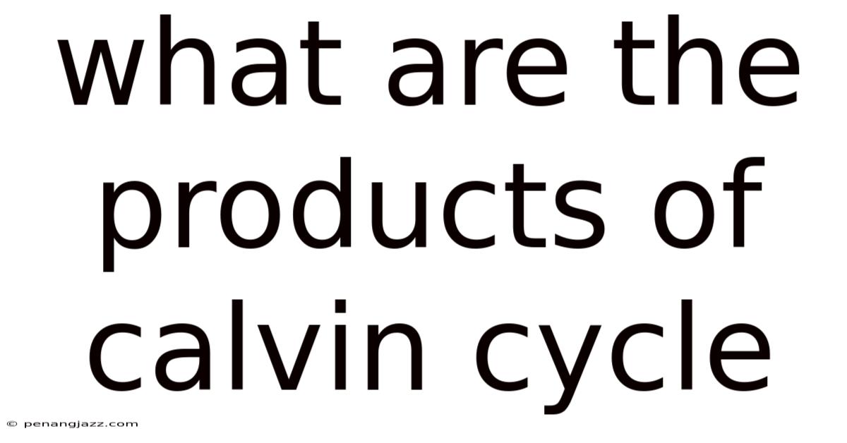 What Are The Products Of Calvin Cycle