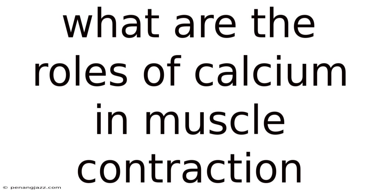 What Are The Roles Of Calcium In Muscle Contraction