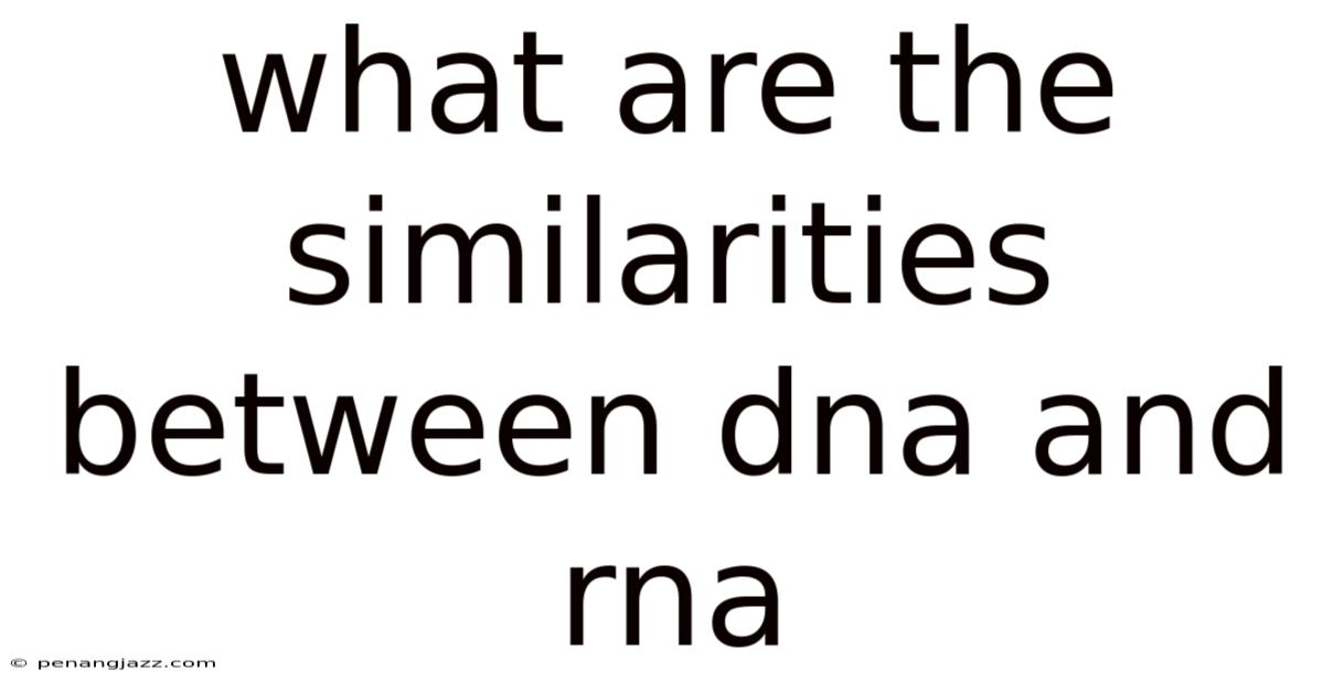 What Are The Similarities Between Dna And Rna