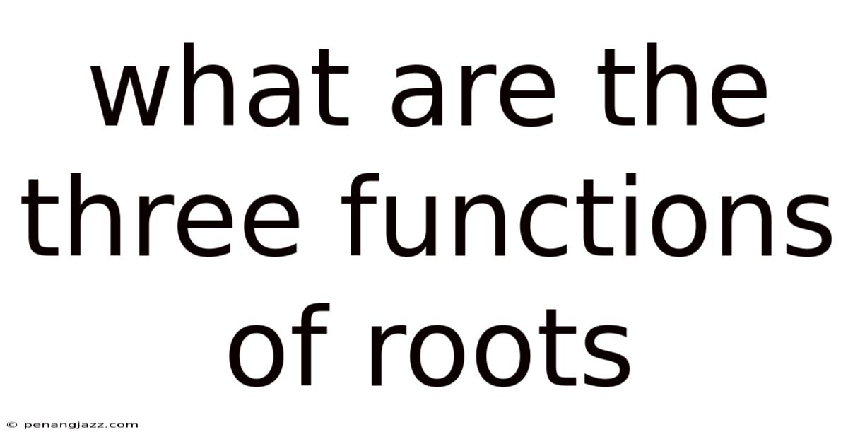 What Are The Three Functions Of Roots