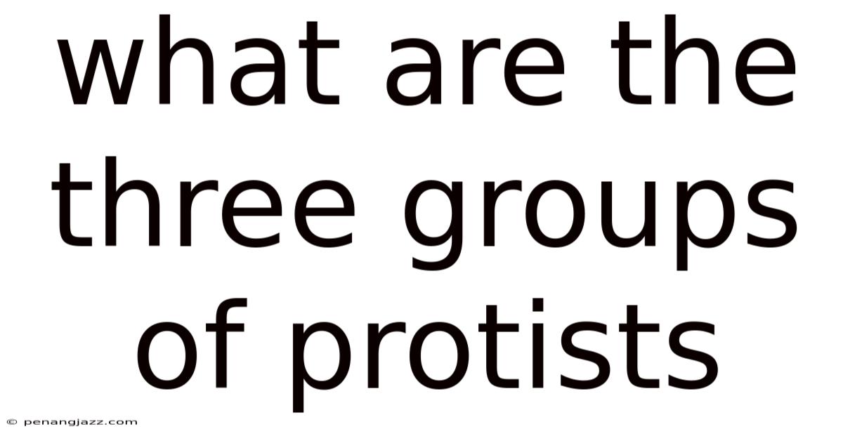 What Are The Three Groups Of Protists