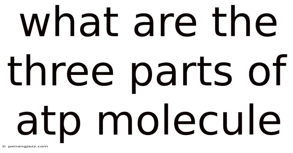 What Are The Three Parts Of Atp Molecule