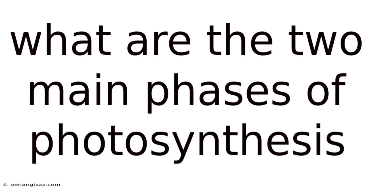 What Are The Two Main Phases Of Photosynthesis