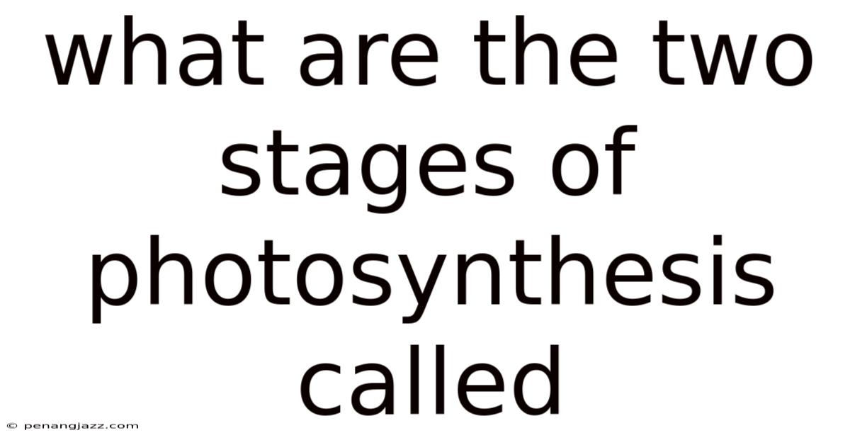 What Are The Two Stages Of Photosynthesis Called