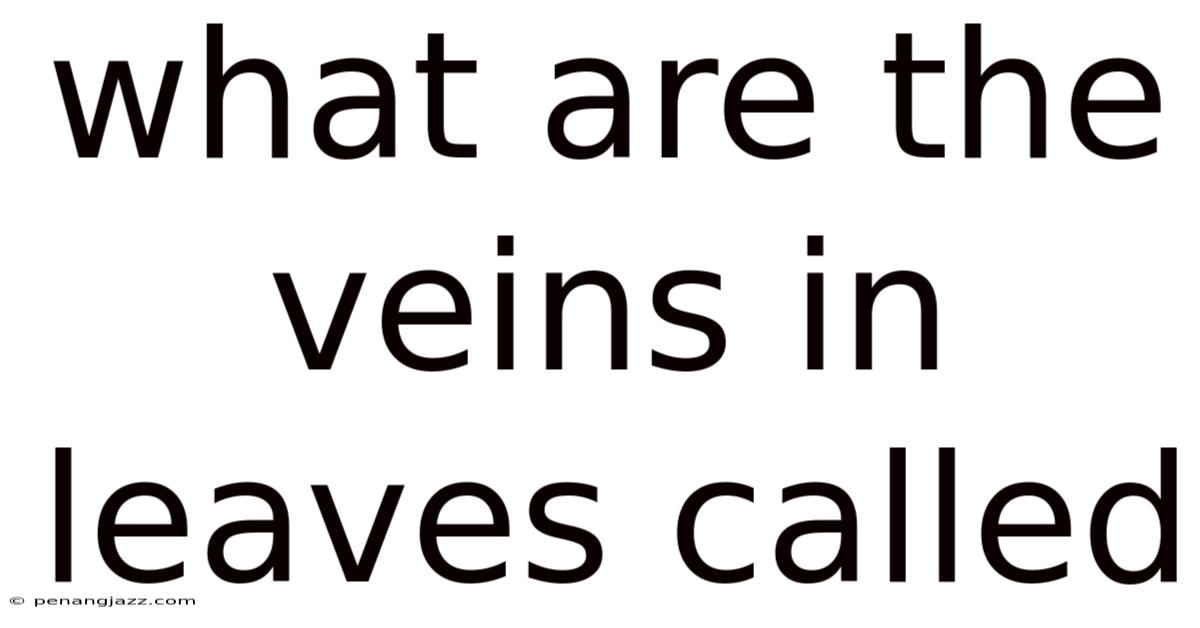 What Are The Veins In Leaves Called