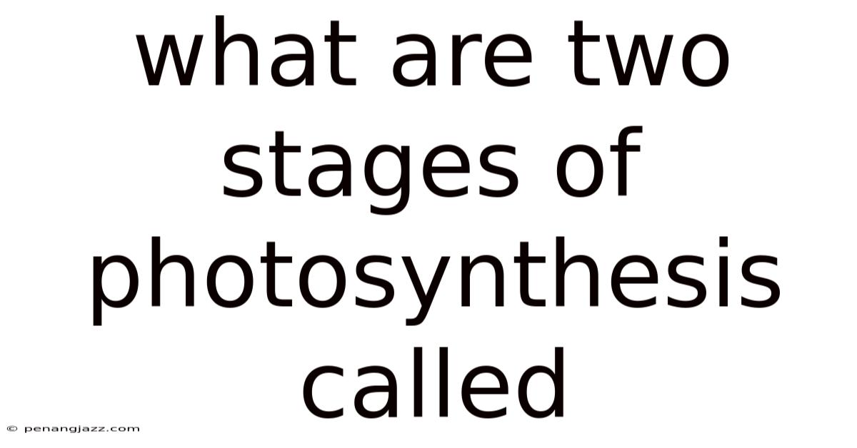 What Are Two Stages Of Photosynthesis Called