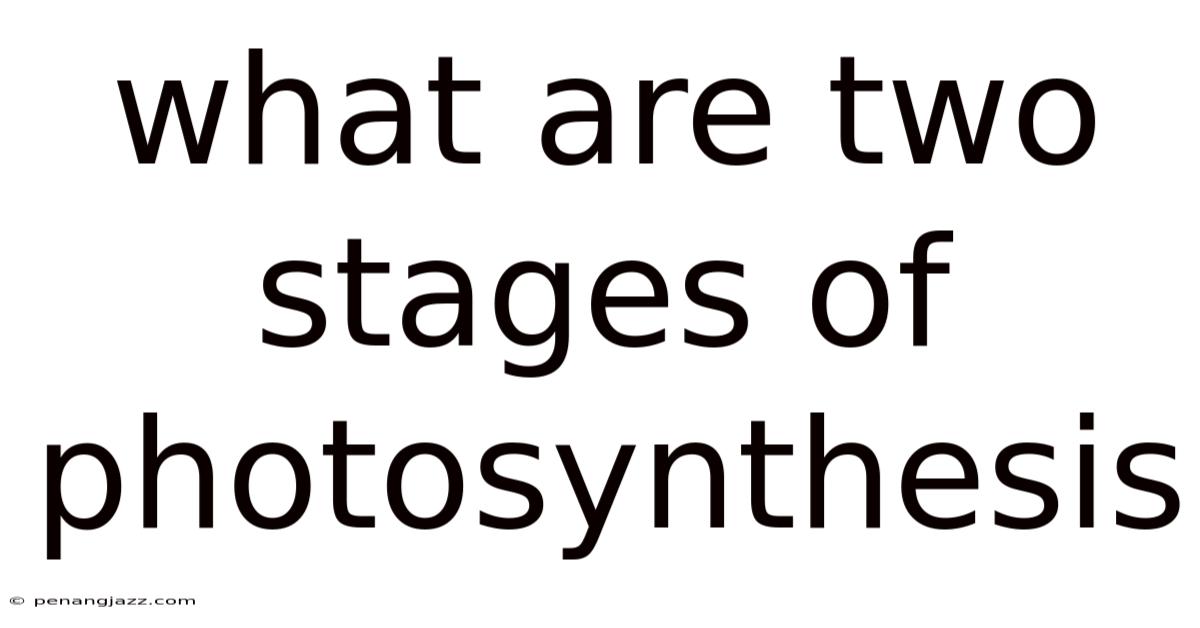 What Are Two Stages Of Photosynthesis