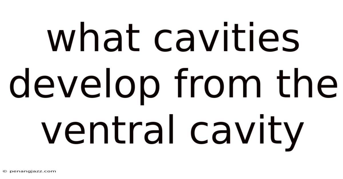 What Cavities Develop From The Ventral Cavity