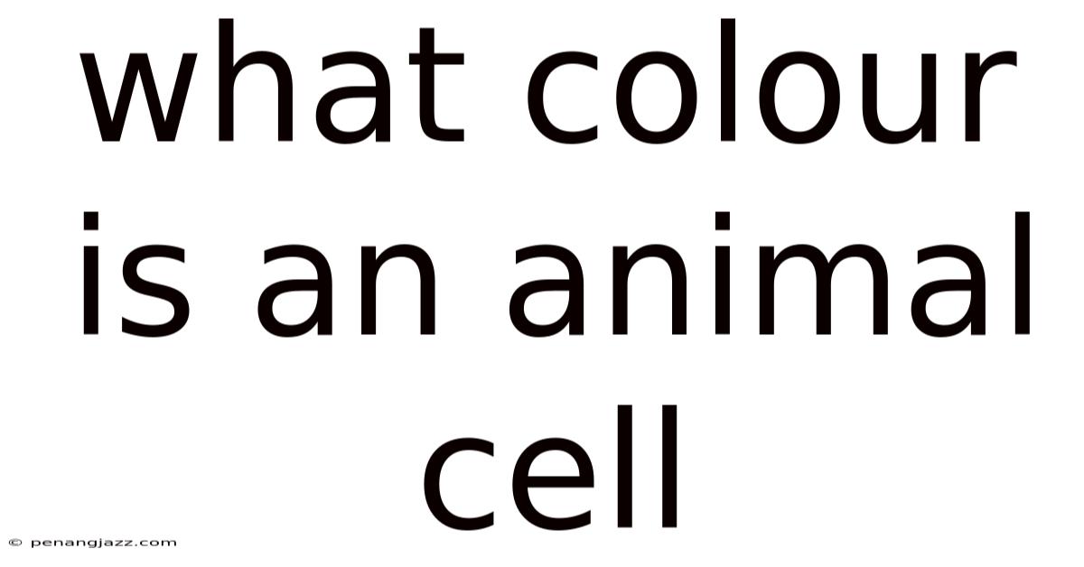 What Colour Is An Animal Cell