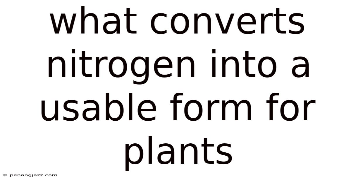 What Converts Nitrogen Into A Usable Form For Plants