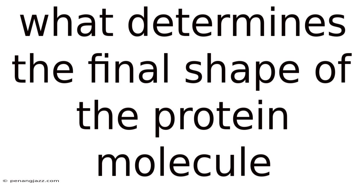 What Determines The Final Shape Of The Protein Molecule