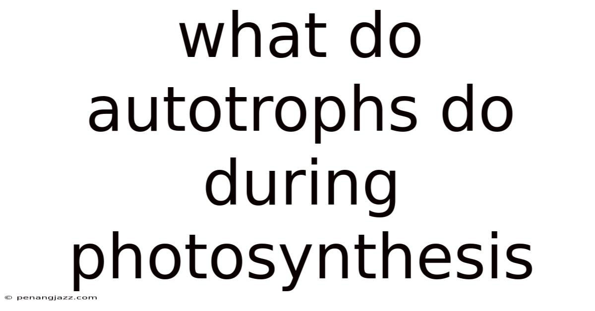 What Do Autotrophs Do During Photosynthesis