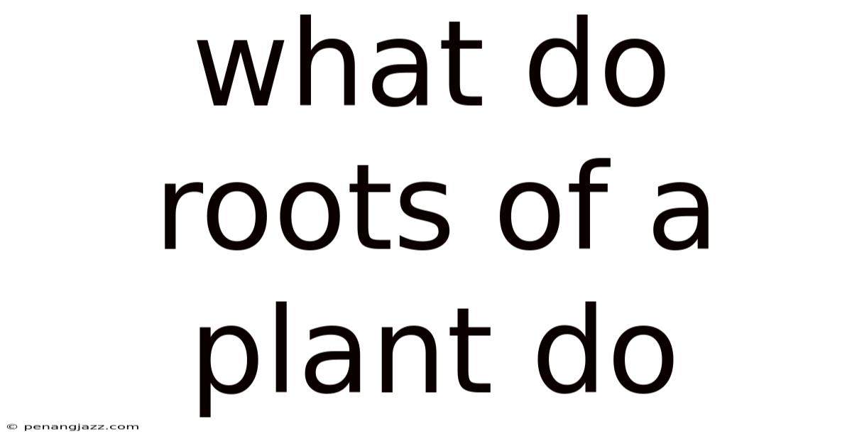 What Do Roots Of A Plant Do