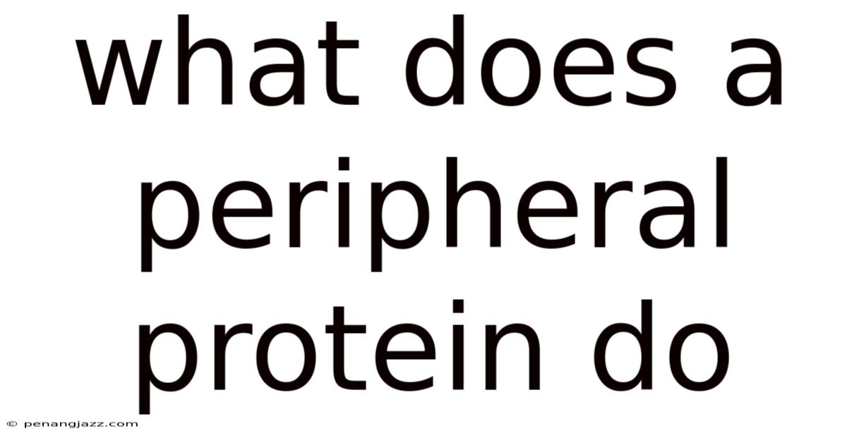 What Does A Peripheral Protein Do