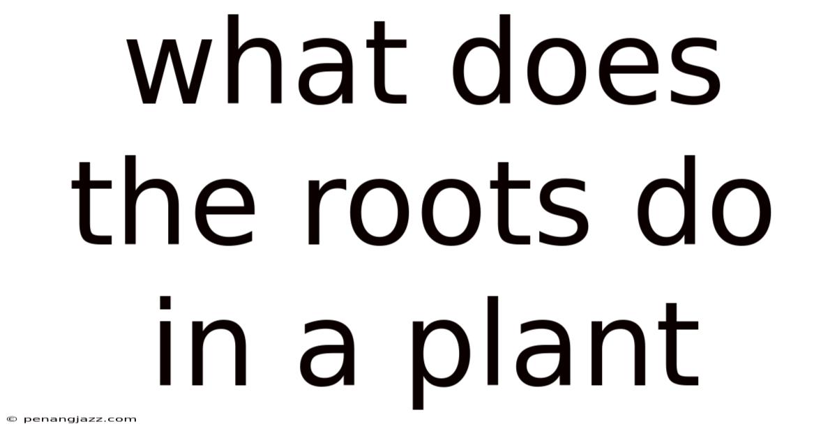 What Does The Roots Do In A Plant