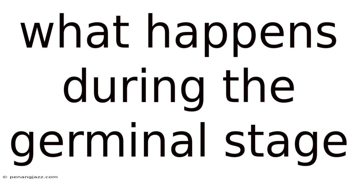 What Happens During The Germinal Stage