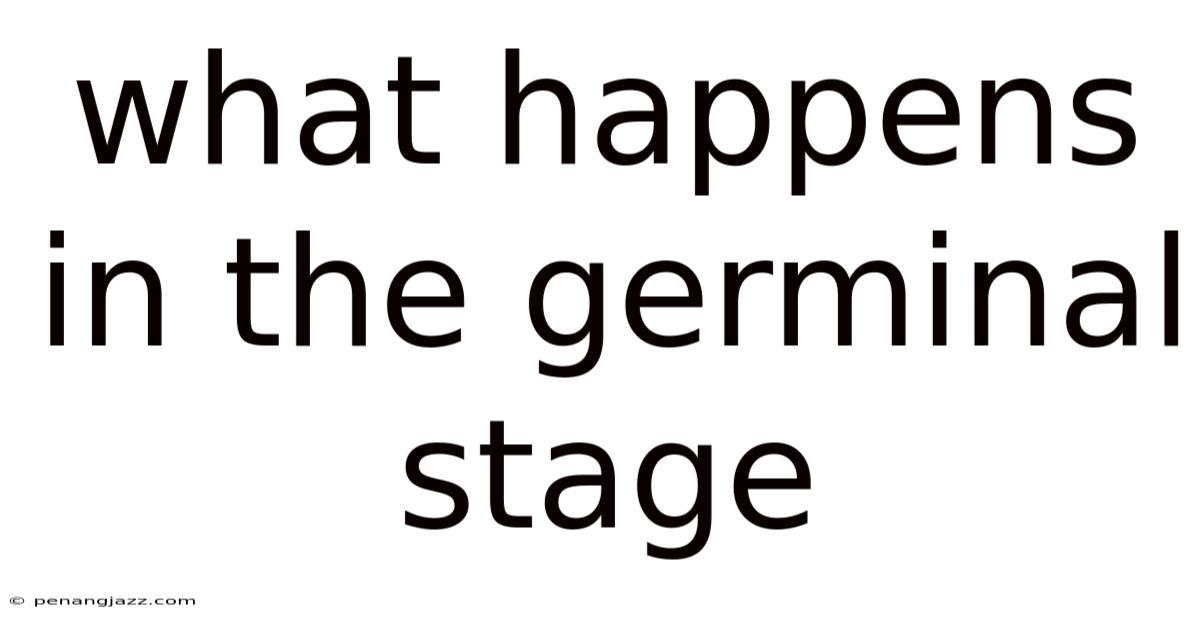What Happens In The Germinal Stage