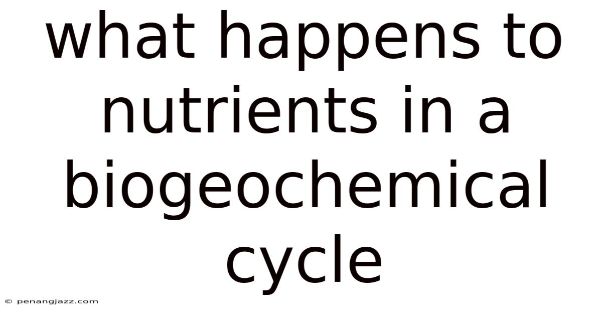 What Happens To Nutrients In A Biogeochemical Cycle