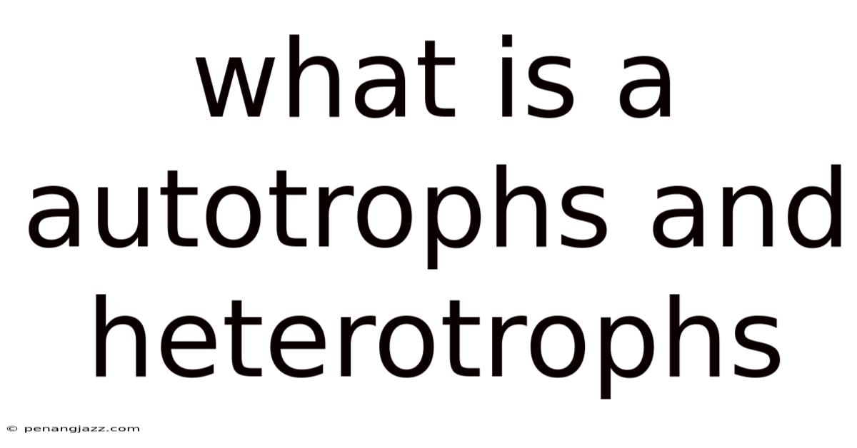 What Is A Autotrophs And Heterotrophs